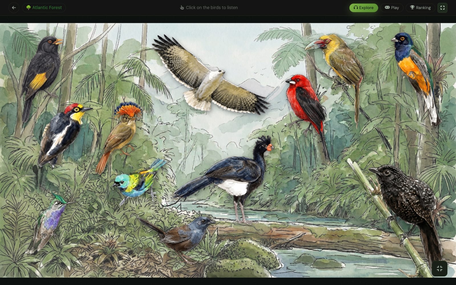 Prancha PlayBirds — habitat de Mata Atlântica em aquarela digital com aves clicáveis que tocam canto.